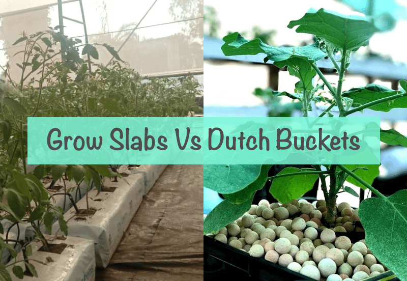 Grow Bags vs Dutch Buckets: Which Container System is Best for Commercial Crop Production?